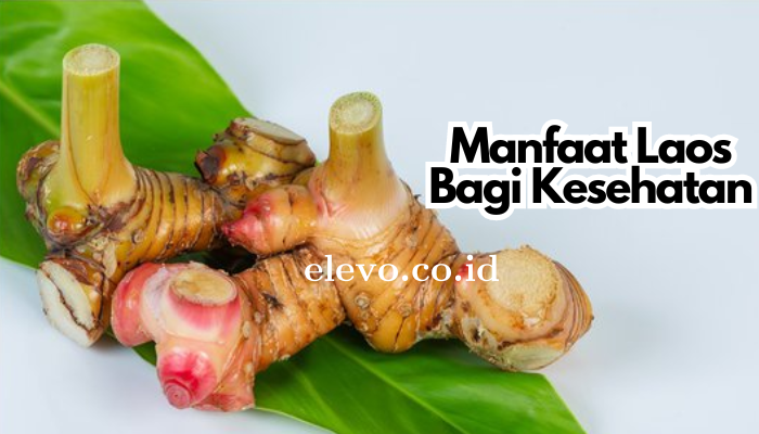 Manfaat_Laos_Bagi_Kesehatan.png