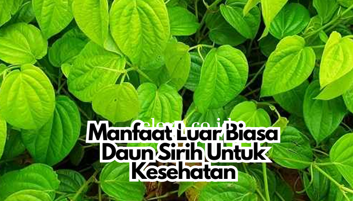 Manfaat_Luar_Biasa_Daun_Sirih_Untuk_Kesehatan.png