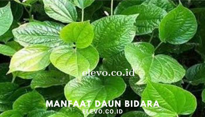 manfaat_daun_bidara.png